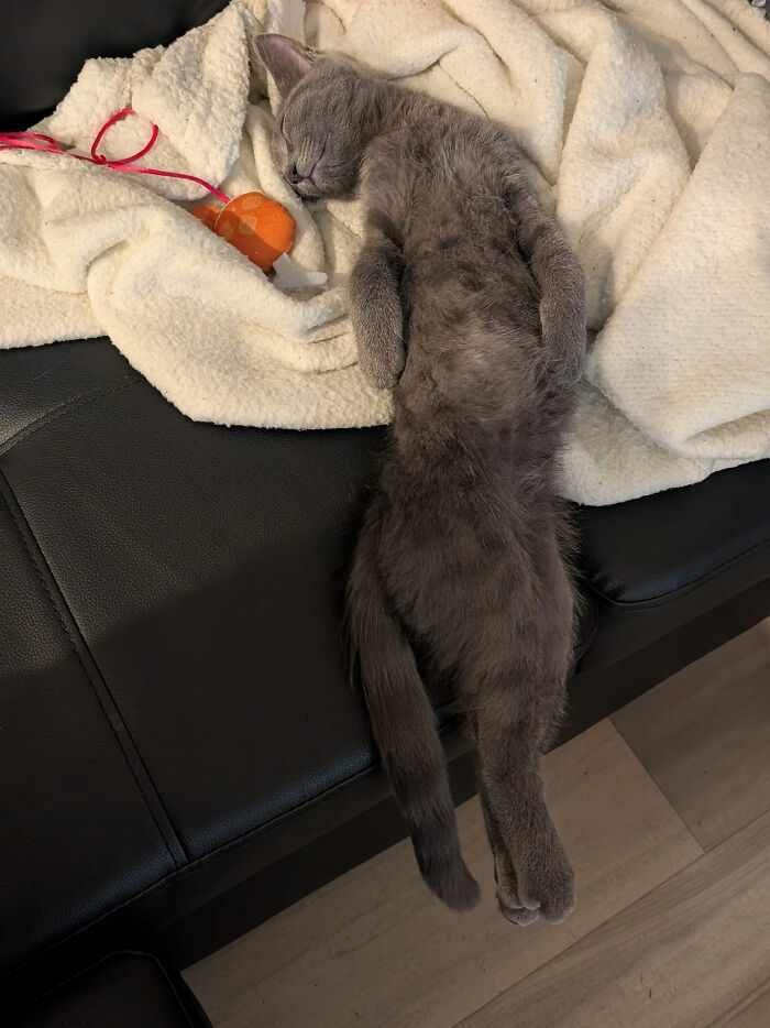 How Meeko Sleeps/Lays 💙