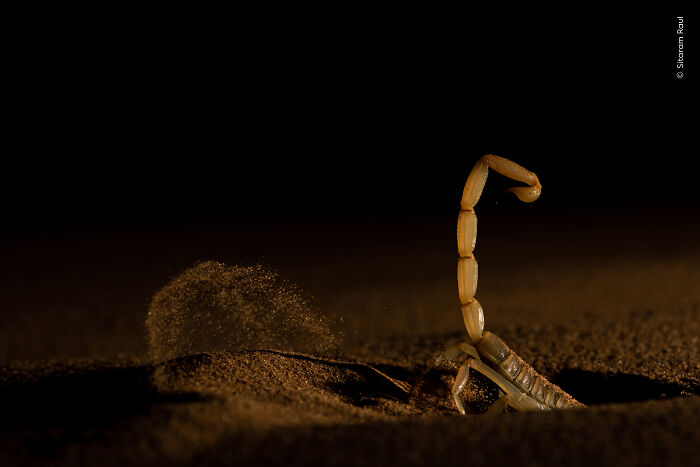 Scorpion raising its tail in desert sand wildlife photograph