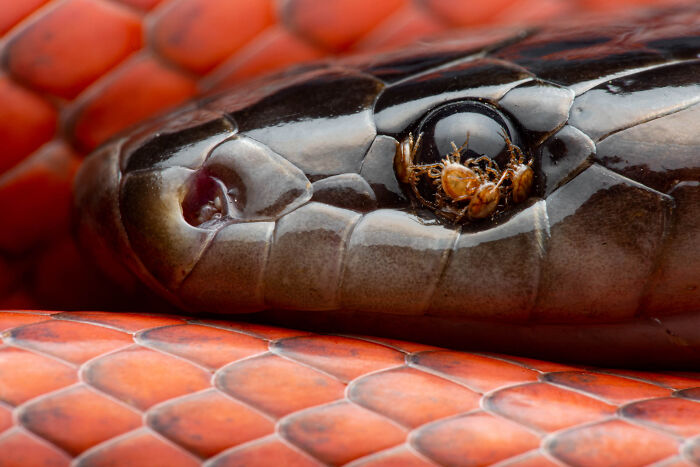 Wildlife photo closeup of tiny mites near the eye of a red and black snake.