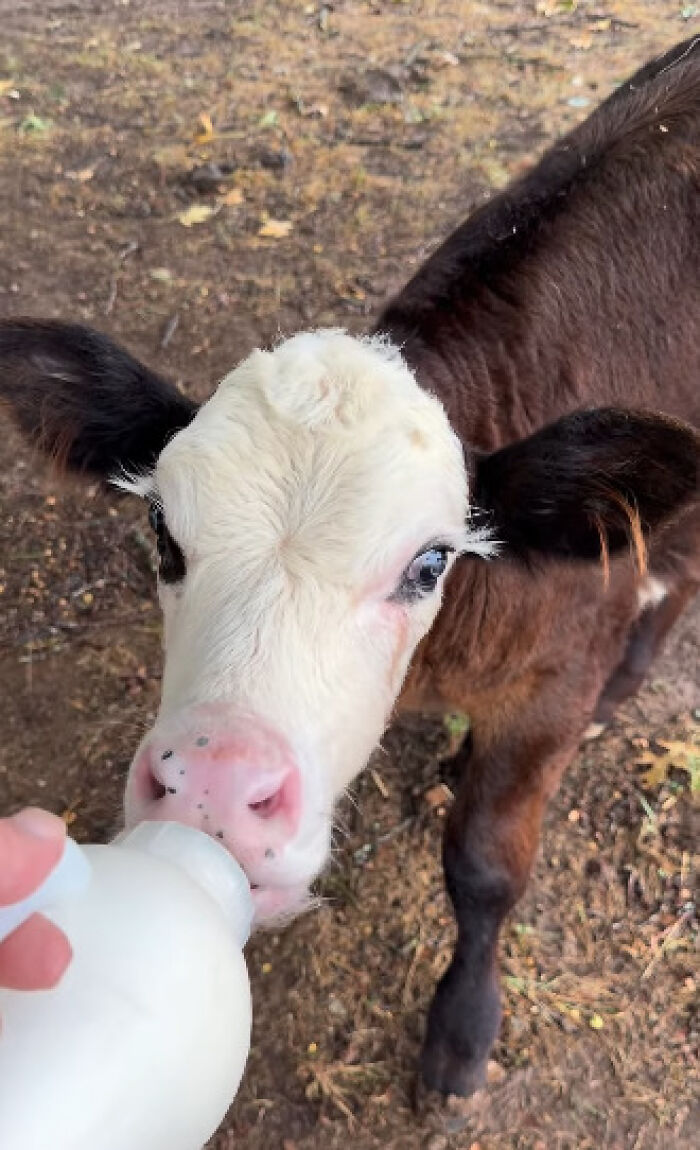 Blind Calf Born With Buckled Legs Finds A Loving Home, And His Progress Is Touching Thousands
