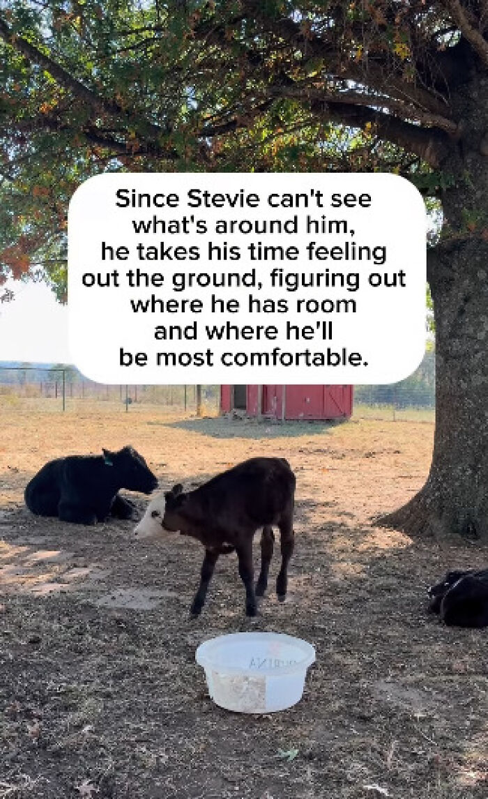 Blind Calf Born With Buckled Legs Finds A Loving Home, And His Progress Is Touching Thousands
