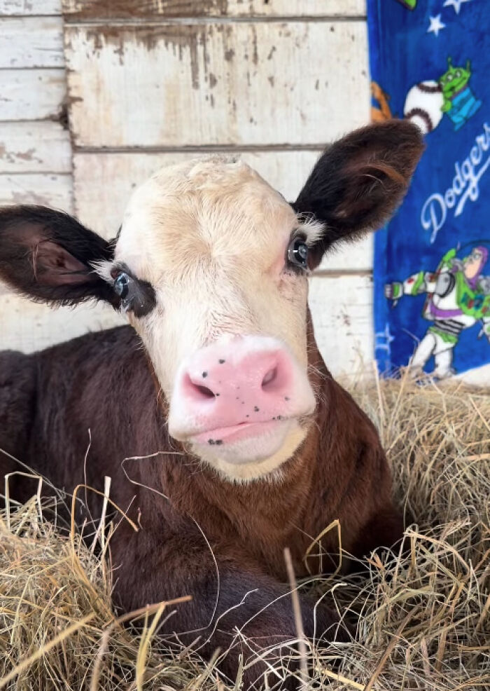 Blind Calf Born With Buckled Legs Finds A Loving Home, And His Progress Is Touching Thousands