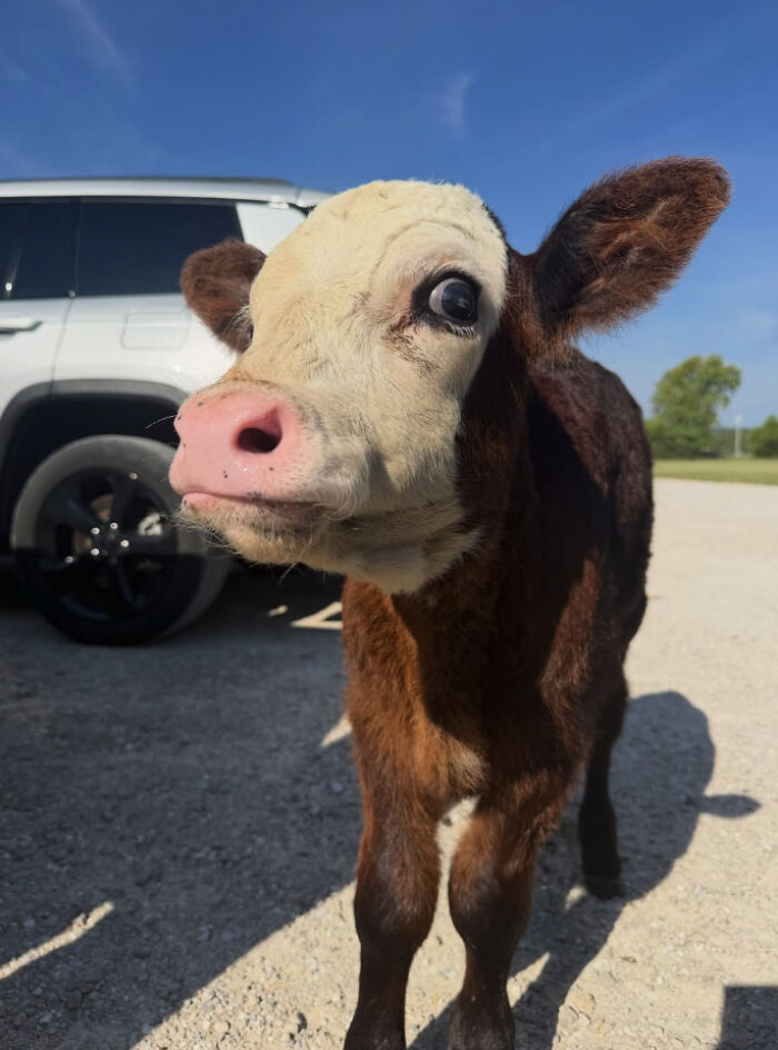 Blind Calf Born With Buckled Legs Finds A Loving Home, And His Progress Is Touching Thousands