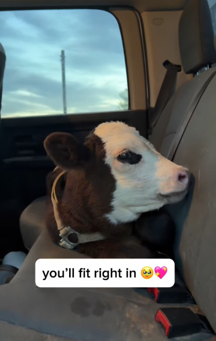 Blind Calf Born With Buckled Legs Finds A Loving Home, And His Progress Is Touching Thousands