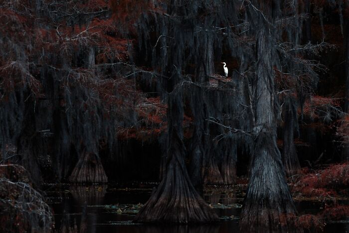 Egret perched on dark cypress tree in striking wildlife photo