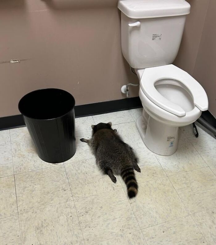 Raccoon splooting on a bathroom floor next to a trash can and toilet in funny raccoon stories.