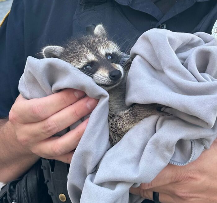 Rescued baby raccoon wrapped snugly in a blanket during one of many daring rescues.