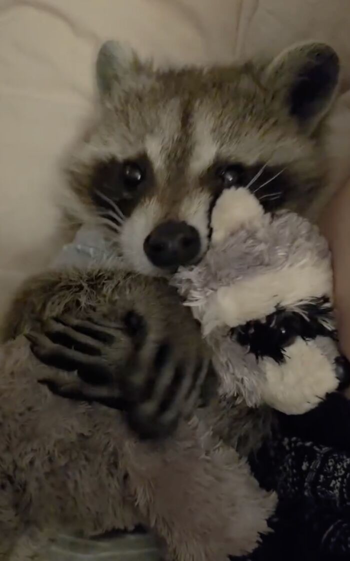 A cute raccoon lying in bed and snuggling a plush stuffed toy in a sweet raccoon story.