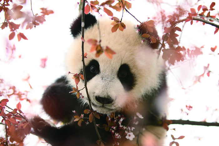 Giant panda cub peeking through pink blossoms on tree branches