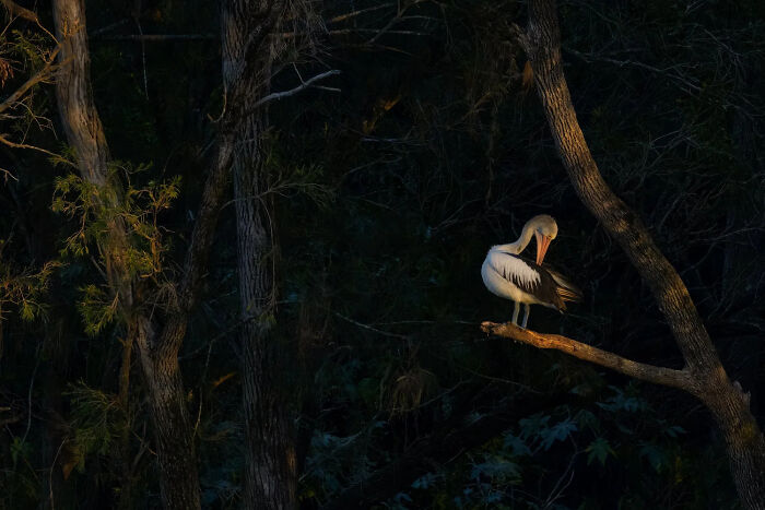 Birds In The Landscape: The Day Begins By Jane Mcmenamin
