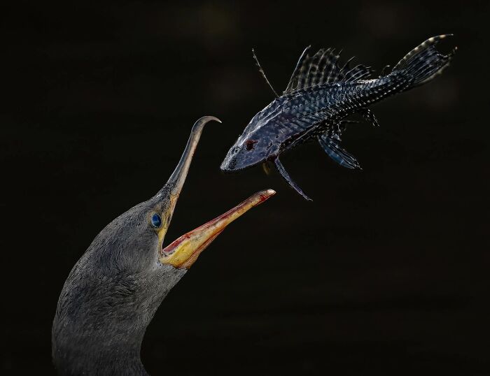 Water bird catching a fish, Ournature Environmental Photo Awards entry