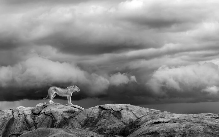 Black and white shot of a lioness on a rocky outcrop under dramatic clouds, Ournature Environmental Photo Awards 2026.