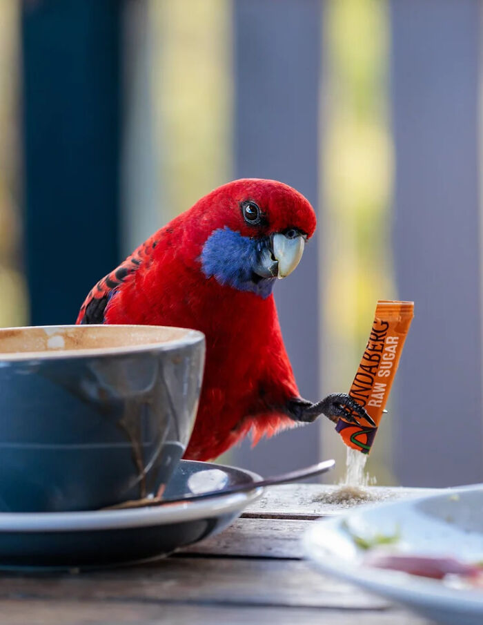 Winner, Human Impact: The Sugar Thief By Kylie Facey