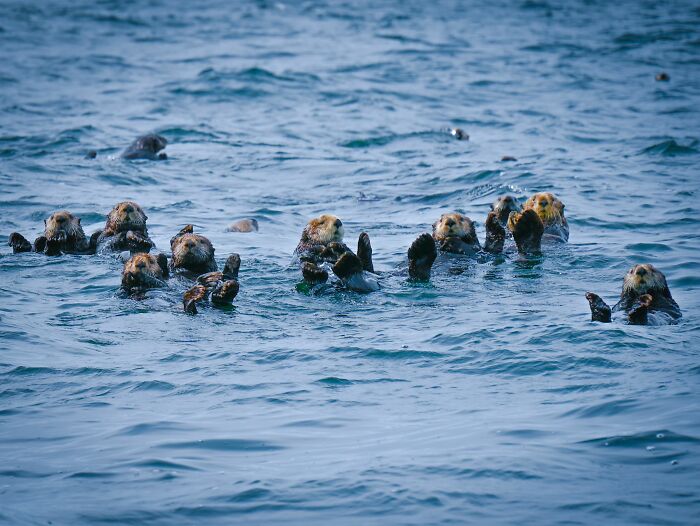 A raft of sea otters floating on their backs, exhibiting their cute resting habit to stay warm. A raft of sea otters floating on their backs, exhibiting their cute resting habit to stay warm.