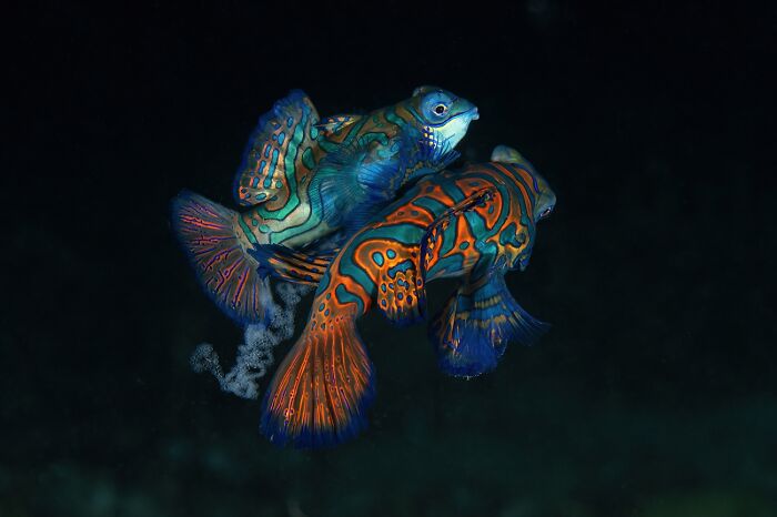 Vibrant wildlife photo of colorful mandarin fish underwater