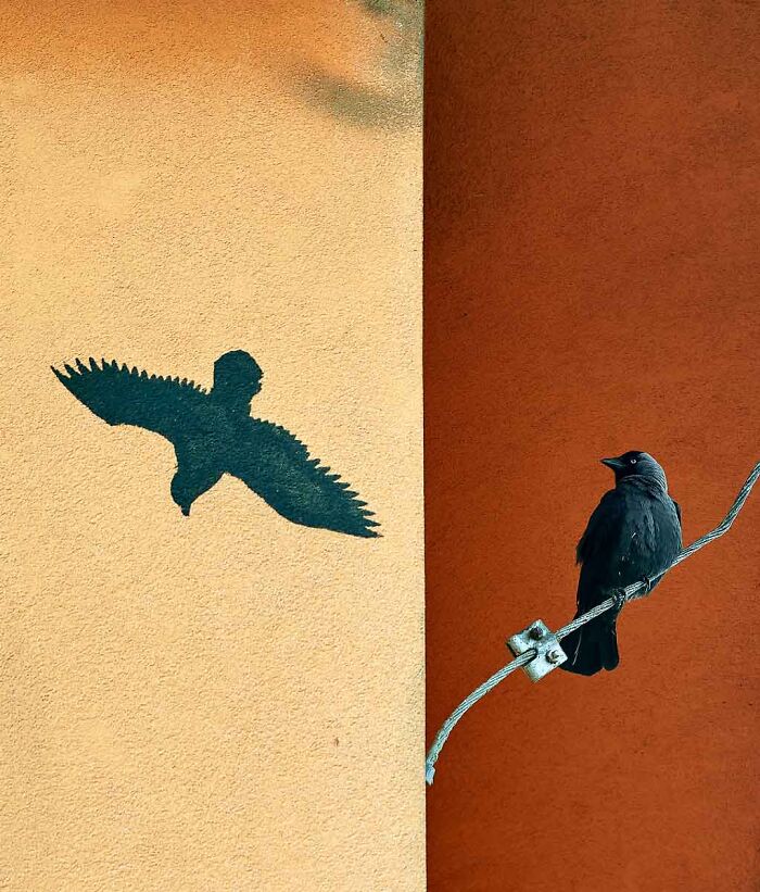 Wildlife photo of a bird perched on a wire beside a painted shadow of a bird on a wall.