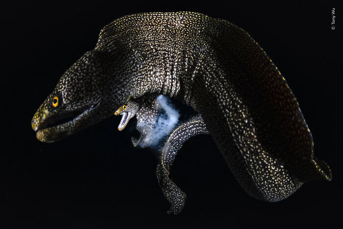 Close-up of a moray eel emitting clouds underwater wildlife photo