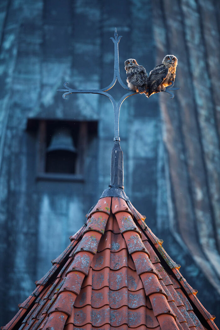 Two owls perched on a church cross in a stunning wildlife photo.