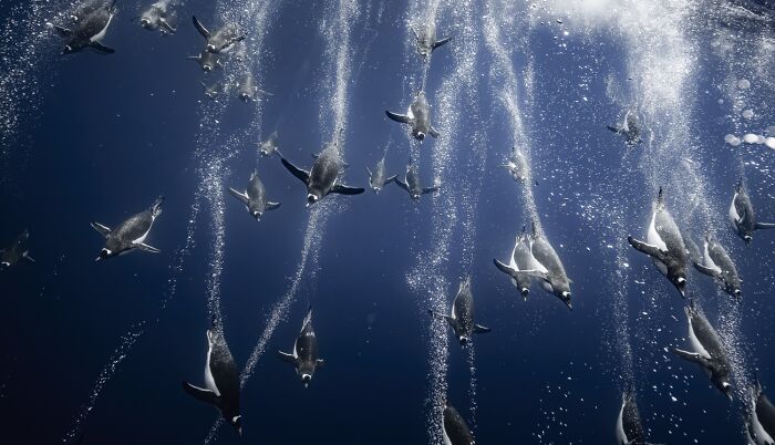 Penguins diving underwater with air bubbles trail, best pics 2026