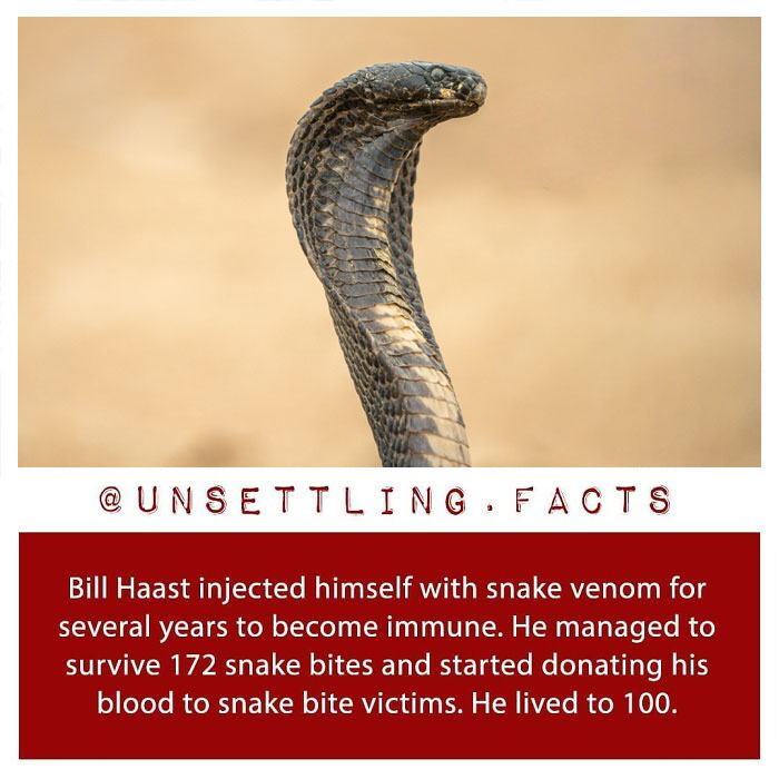 Bill Haast facing a cobra with creepy and unsettling facts about snake venom immunity.