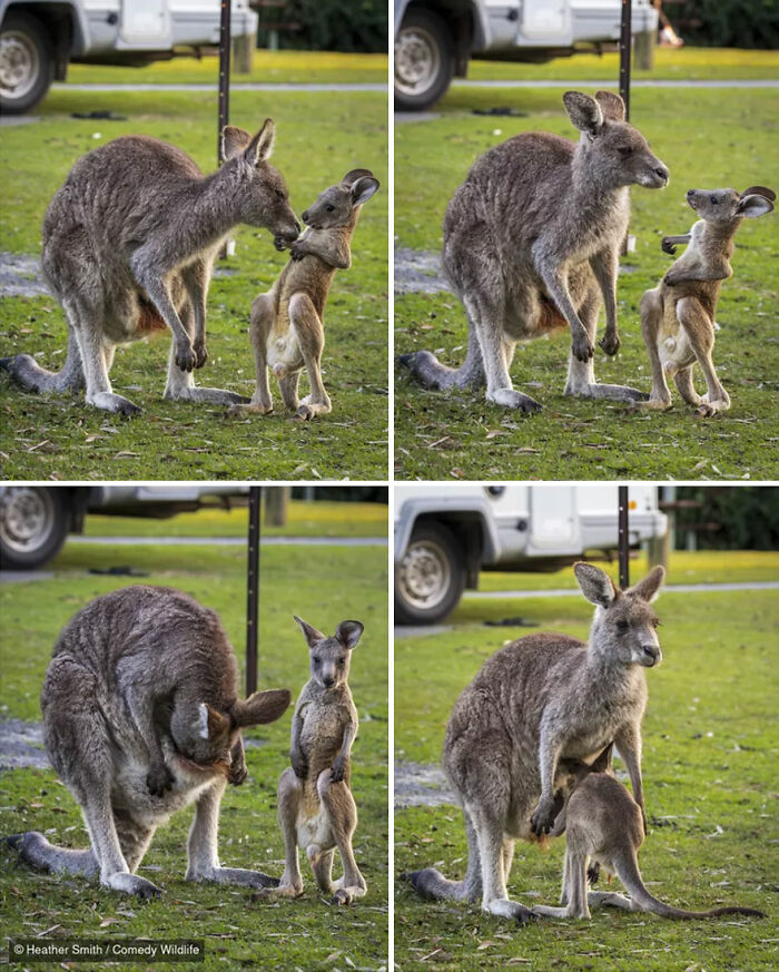 Four photos of a mother kangaroo with her joey from the Nikon Wildlife Photography Contest.