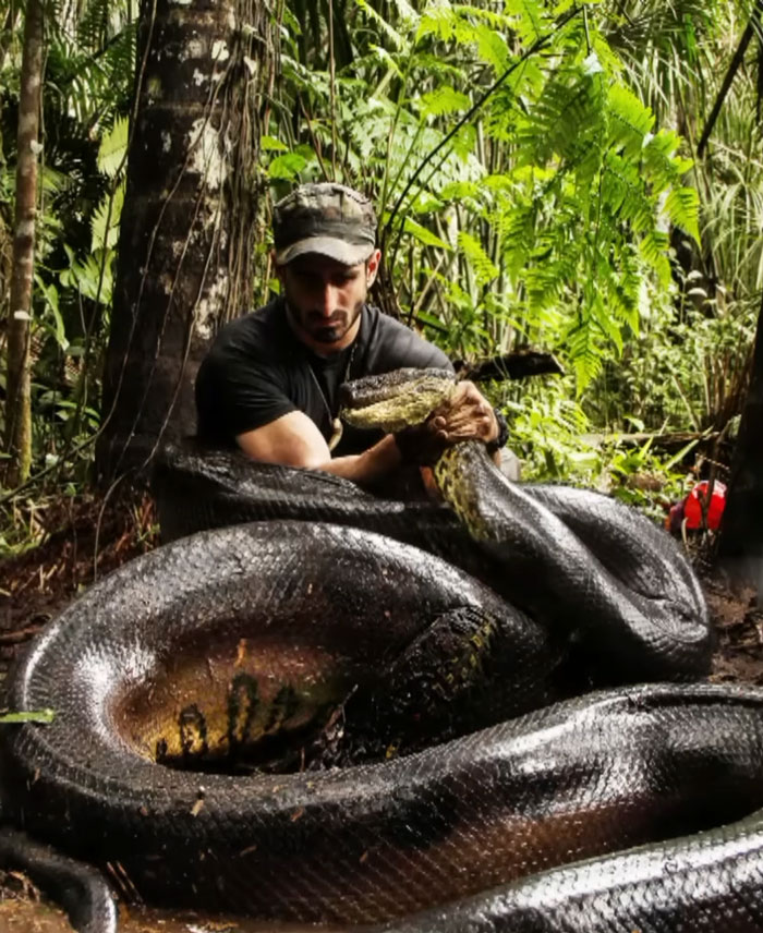 Man Lets A Giant Snake Try To Swallow Him, Says A Much Smaller Animal Hurt Far More