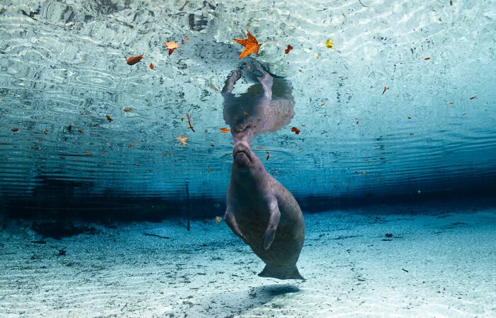 Underwater wildlife photo of a manatee swimming near the water surface with floating leaves