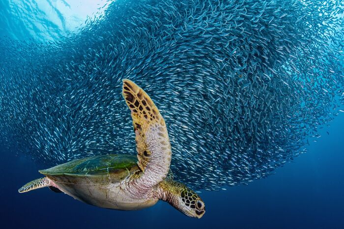 Underwater wildlife photo of a sea turtle swimming near a large school of fish