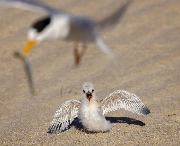 Bird Behaviour: Is That For Me? By Sharon Jones
