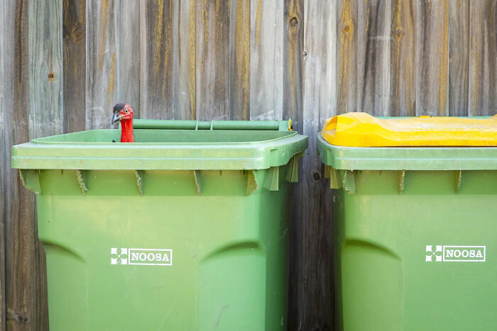Human Impact: Bin Turkey By Emma Perry