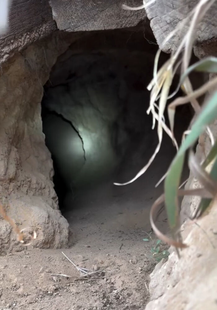 Dog Goes Viral After Owner Reveals The Enormous Underground Home She Dug All By Herself