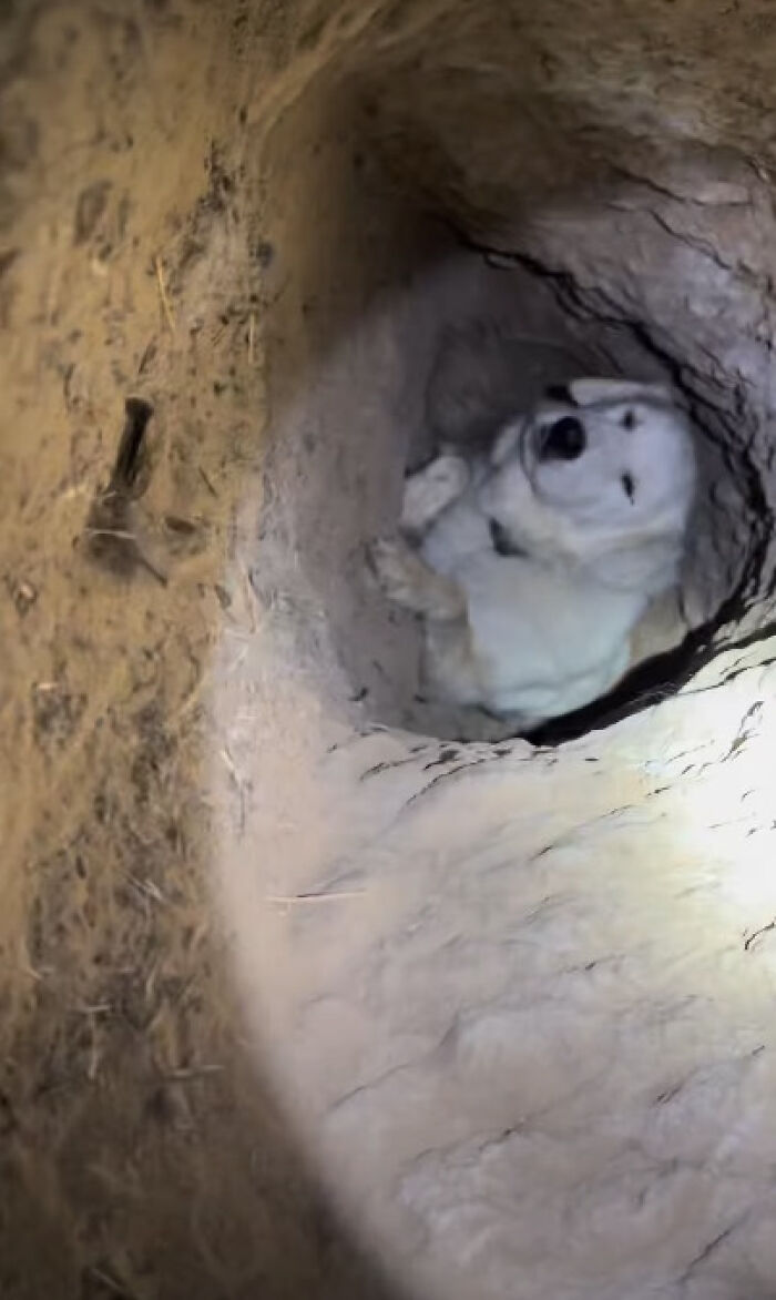 Dog Goes Viral After Owner Reveals The Enormous Underground Home She Dug All By Herself