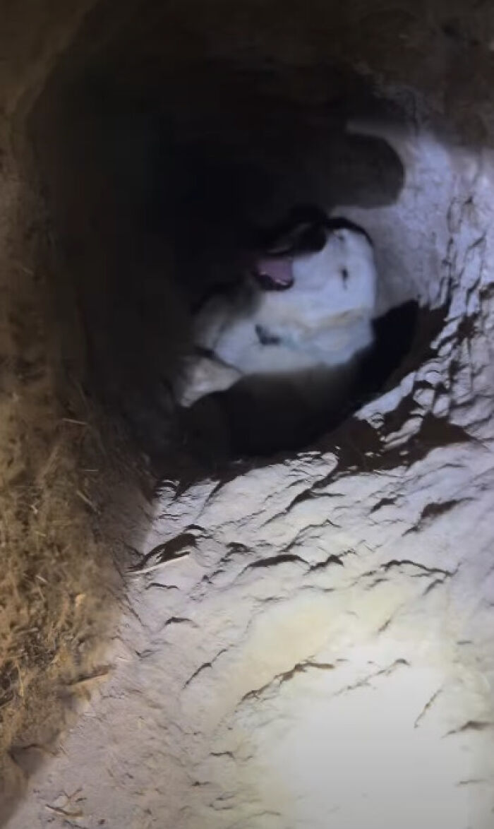 Dog Goes Viral After Owner Reveals The Enormous Underground Home She Dug All By Herself