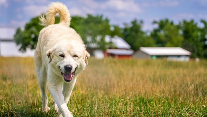 Dog Goes Viral After Owner Reveals The Enormous Underground Home She Dug All By Herself