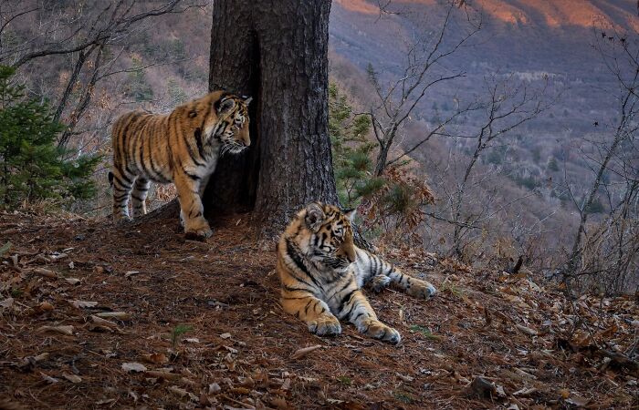 Two wild tigers outdoors on a mountain slope in Ournature Environmental Photo Awards 2026 entry