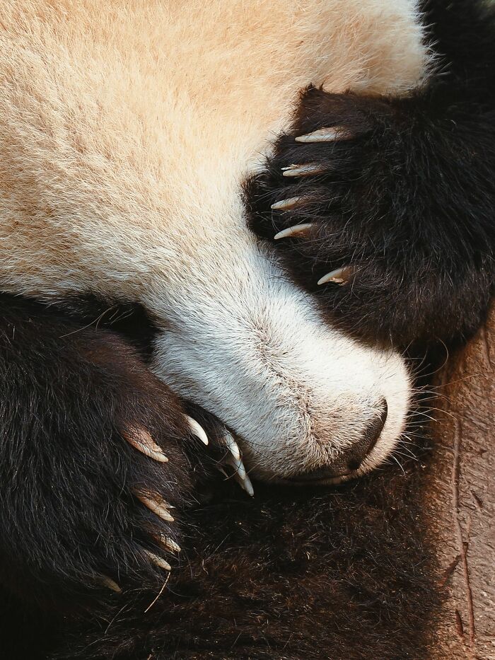Close-up of a sleeping panda cub showing its furry face, snout, and paws. Close-up of a sleeping panda cub showing its furry face, snout, and paws.