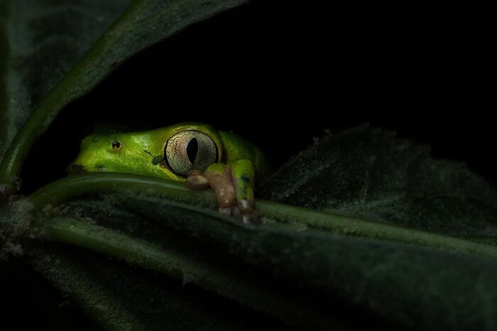 Npoty photo showing a green tree frog peeking from behind dark green leaves.