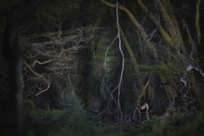 Npoty wildlife photography featuring a giraffe peeking through a dense dark forest environment.