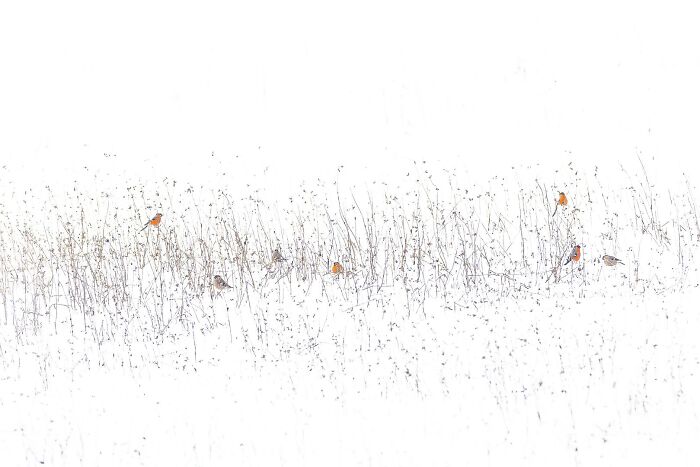 Flock of small birds resting on dry grass in snow from Ournature Environmental Photo Awards 2026