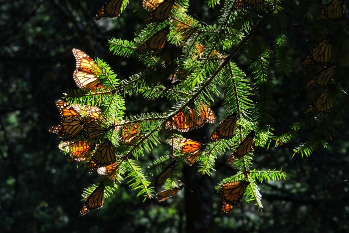 Wisconsin Prison Turns Inmates Into Heroes Of Monarch Conservation Wisconsin Prison Turns Inmates Into Heroes Of Monarch Conservation