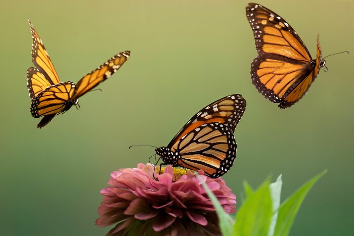 Wisconsin Prison Turns Inmates Into Heroes Of Monarch Conservation Wisconsin Prison Turns Inmates Into Heroes Of Monarch Conservation