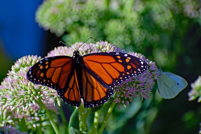 Wisconsin Prison Turns Inmates Into Heroes Of Monarch Conservation Wisconsin Prison Turns Inmates Into Heroes Of Monarch Conservation