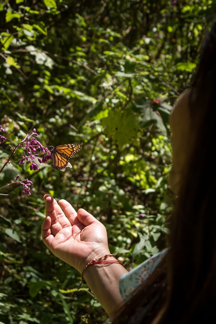Wisconsin Prison Turns Inmates Into Heroes Of Monarch Conservation Wisconsin Prison Turns Inmates Into Heroes Of Monarch Conservation