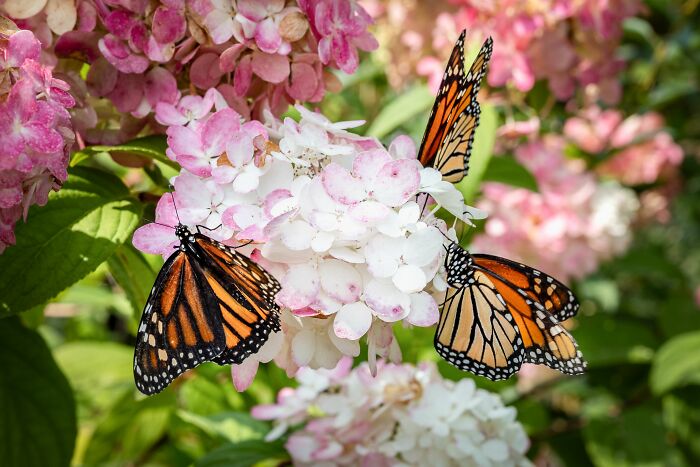 Wisconsin Prison Turns Inmates Into Heroes Of Monarch Conservation Wisconsin Prison Turns Inmates Into Heroes Of Monarch Conservation