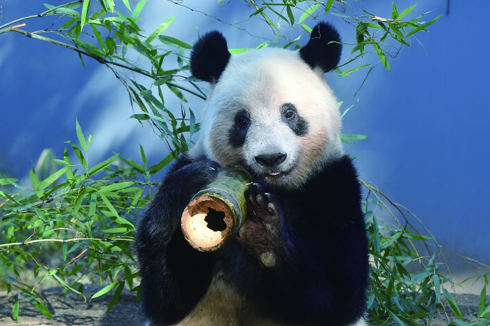 China's giant panda eating bamboo in natural habitat