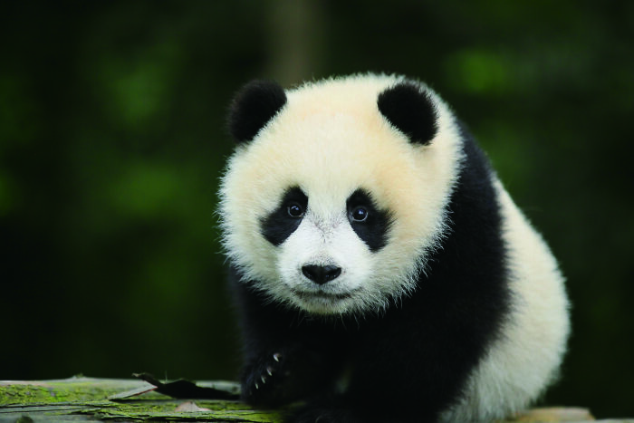 Close-up of a giant panda cub in green forest