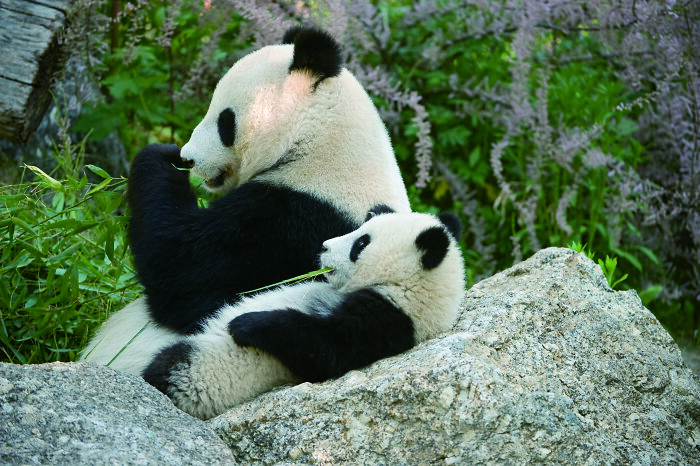 Giant panda mother and cub resting among rocks