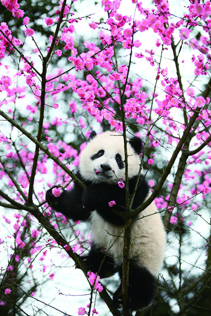 Giant panda climbing tree with pink blossoms