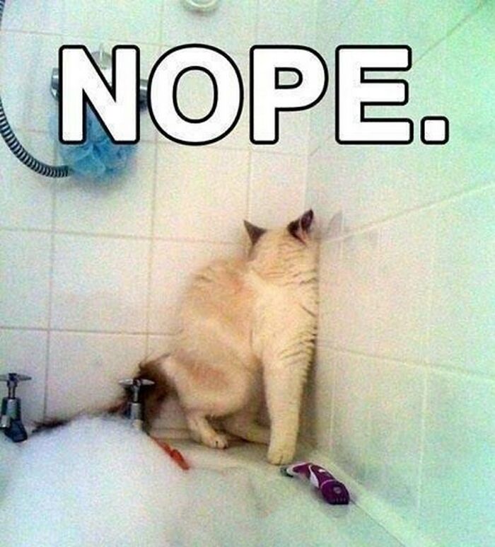 Cat in bathtub corner with text saying nope meme