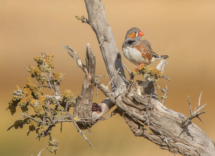 Winner, Special Theme: Australian Finches: Bold By Stephen Garth